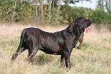 FILA BRASILEIRO 174